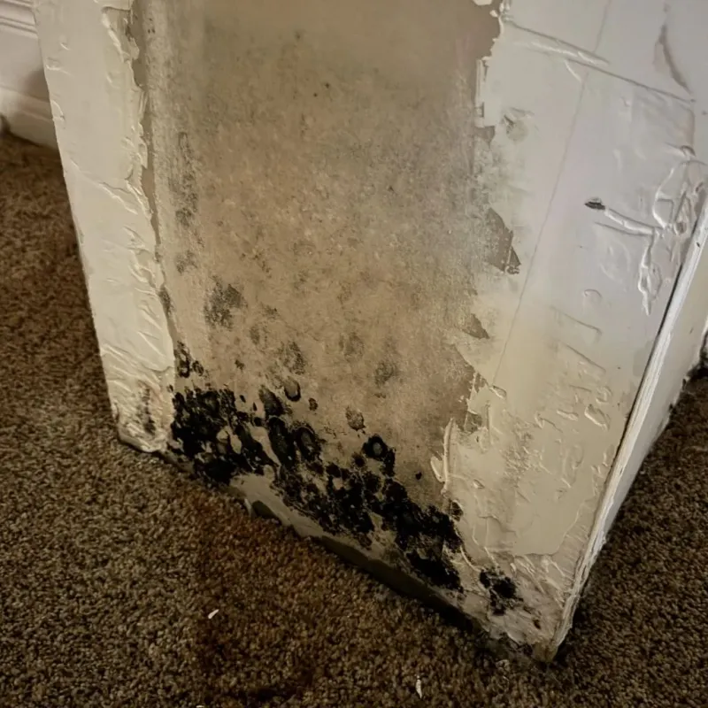 Professional Mold Removal in Valley Hill, NC